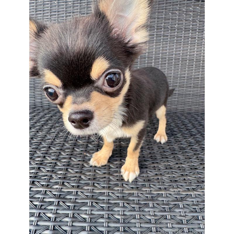 販売中の千葉県のチワワ(ロングコート)-410028の5枚目