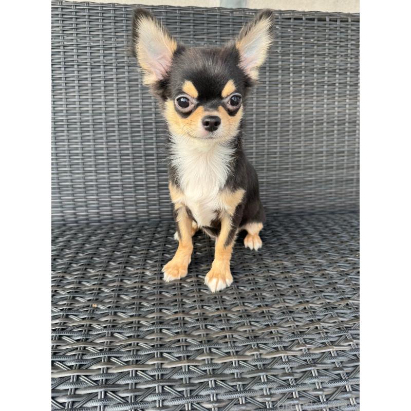 販売中の千葉県のチワワ(ロングコート)-410028の4枚目