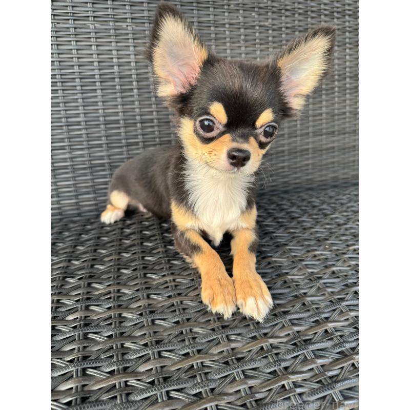 販売中の千葉県のチワワ(ロングコート)-410028の3枚目