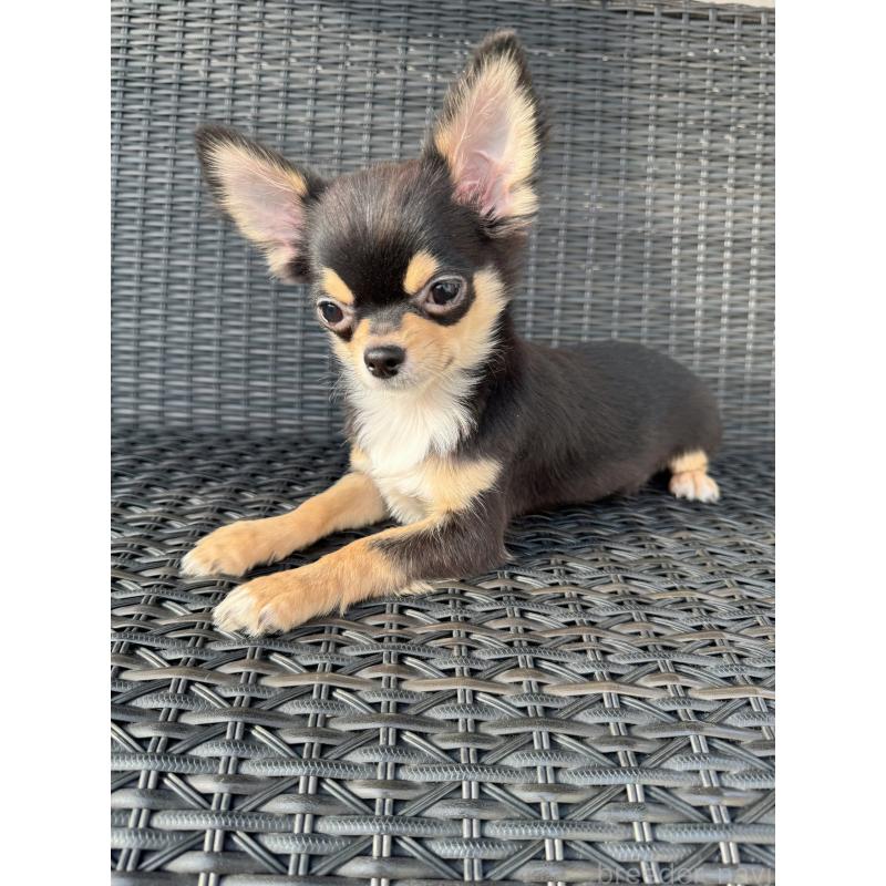 販売中の千葉県のチワワ(ロングコート)-410028の2枚目