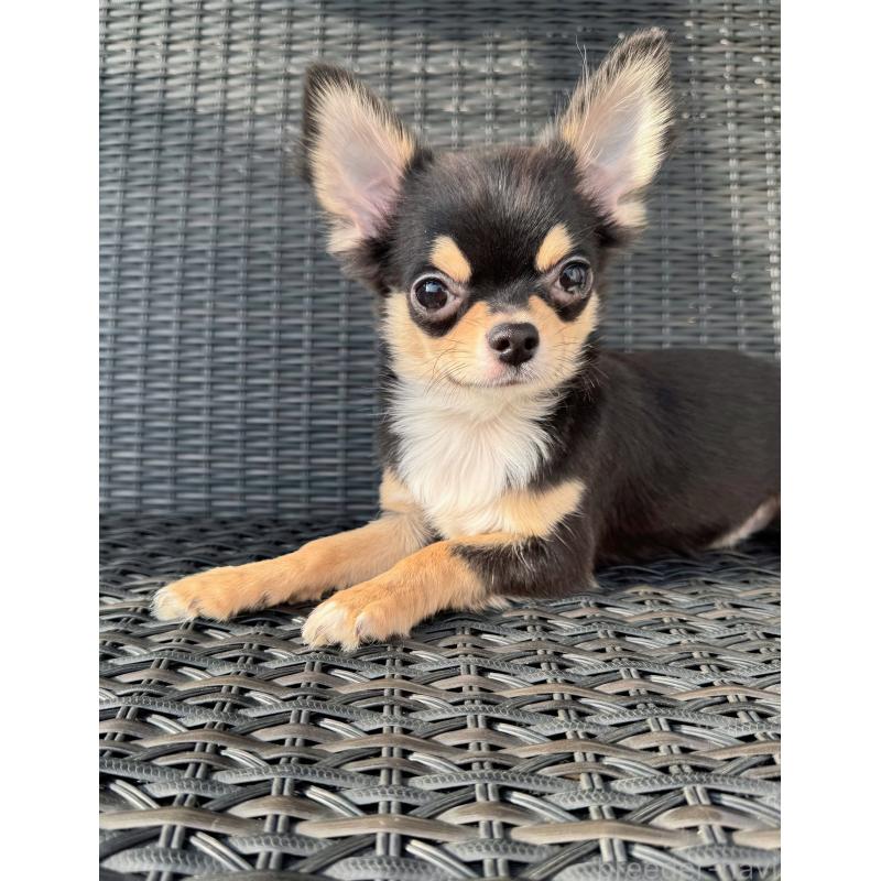 販売中の千葉県のチワワ(ロングコート)-410028