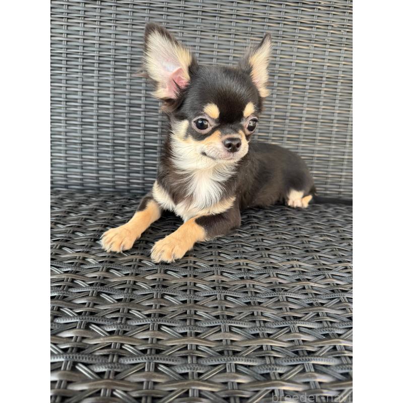 販売中の千葉県のチワワ(ロングコート)-410025