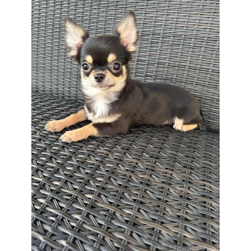 販売中の千葉県のチワワ(ロングコート)-410025の6枚目