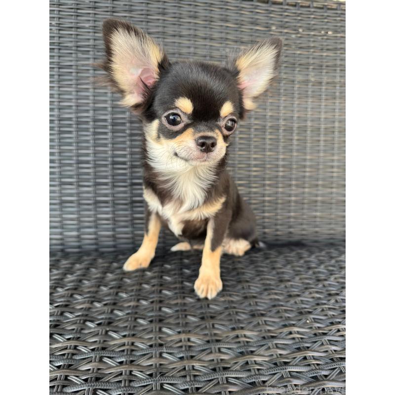 販売中の千葉県のチワワ(ロングコート)-410025の5枚目