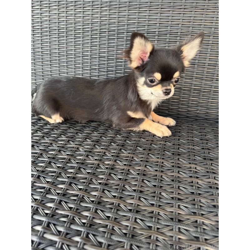 販売中の千葉県のチワワ(ロングコート)-410025の4枚目