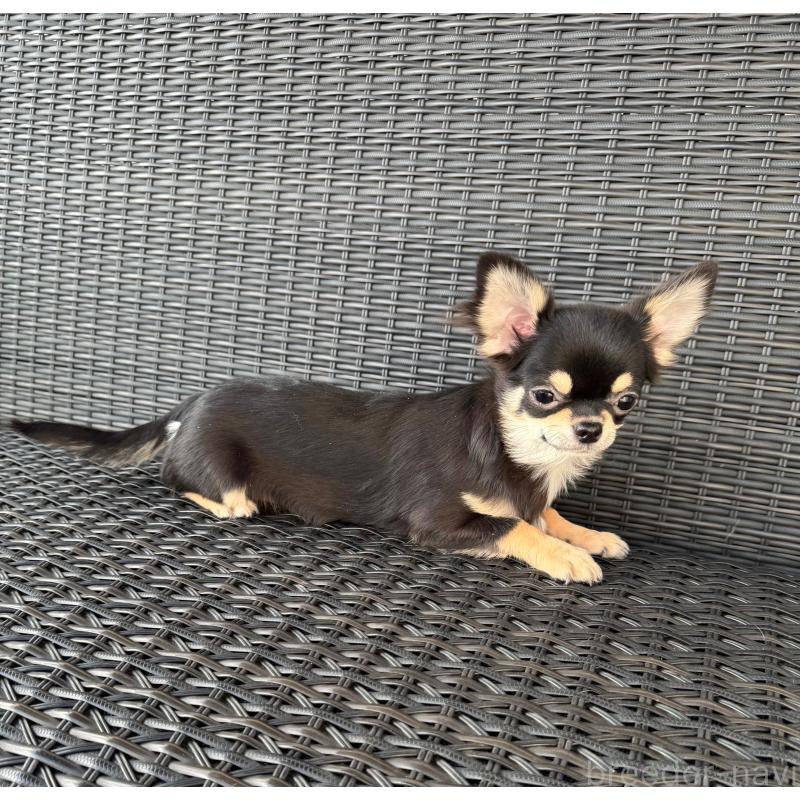 販売中の千葉県のチワワ(ロングコート)-410025の3枚目