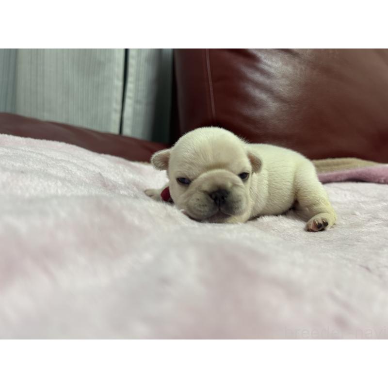 販売中の岡山県のフレンチブルドッグ-434758の2枚目