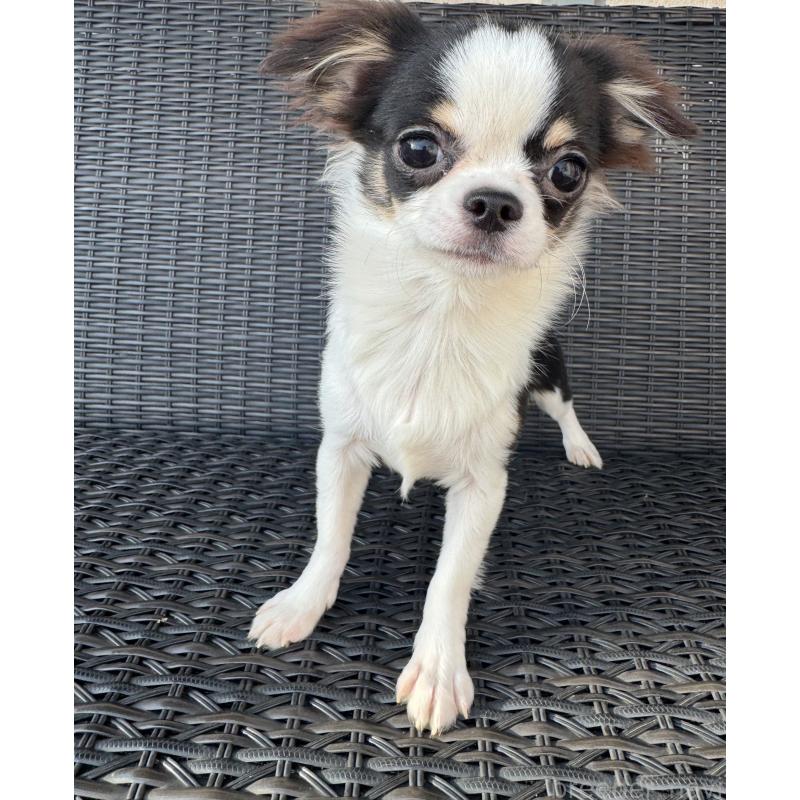 販売中の千葉県のチワワ(ロングコート)-410026