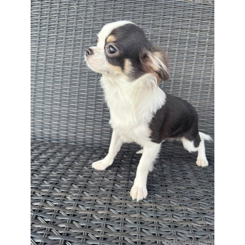 販売中の千葉県のチワワ(ロングコート)-410026の4枚目