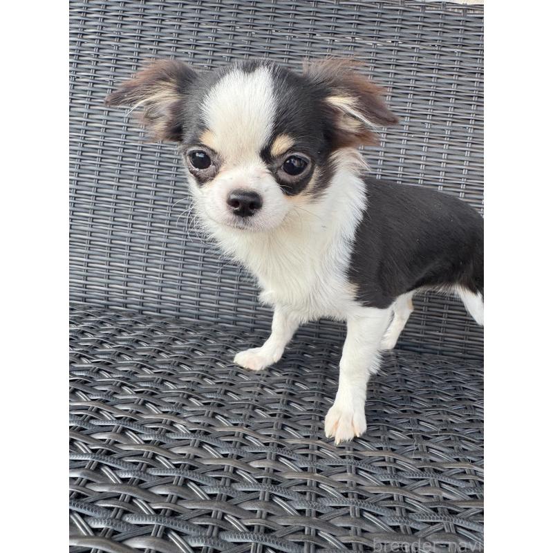 販売中の千葉県のチワワ(ロングコート)-410026の3枚目