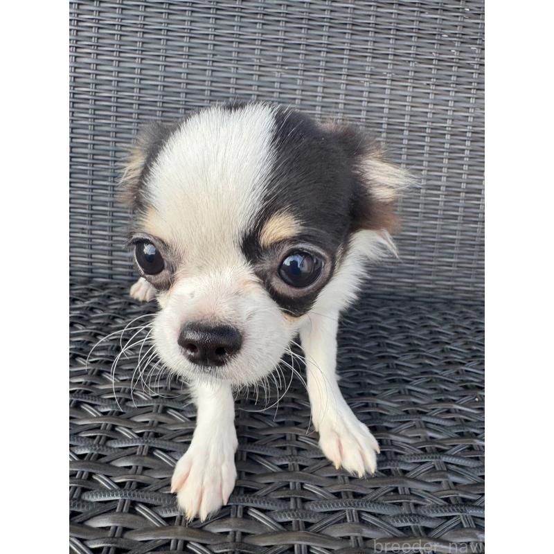 販売中の千葉県のチワワ(ロングコート)-410026の2枚目