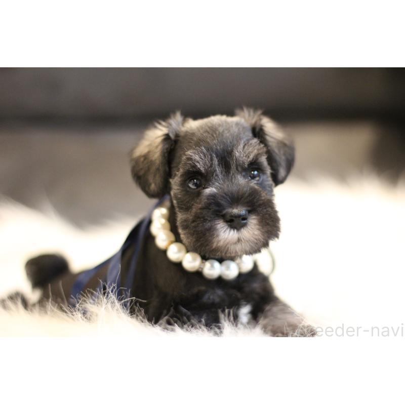 販売中の千葉県のミニチュアシュナウザー-434761の8枚目