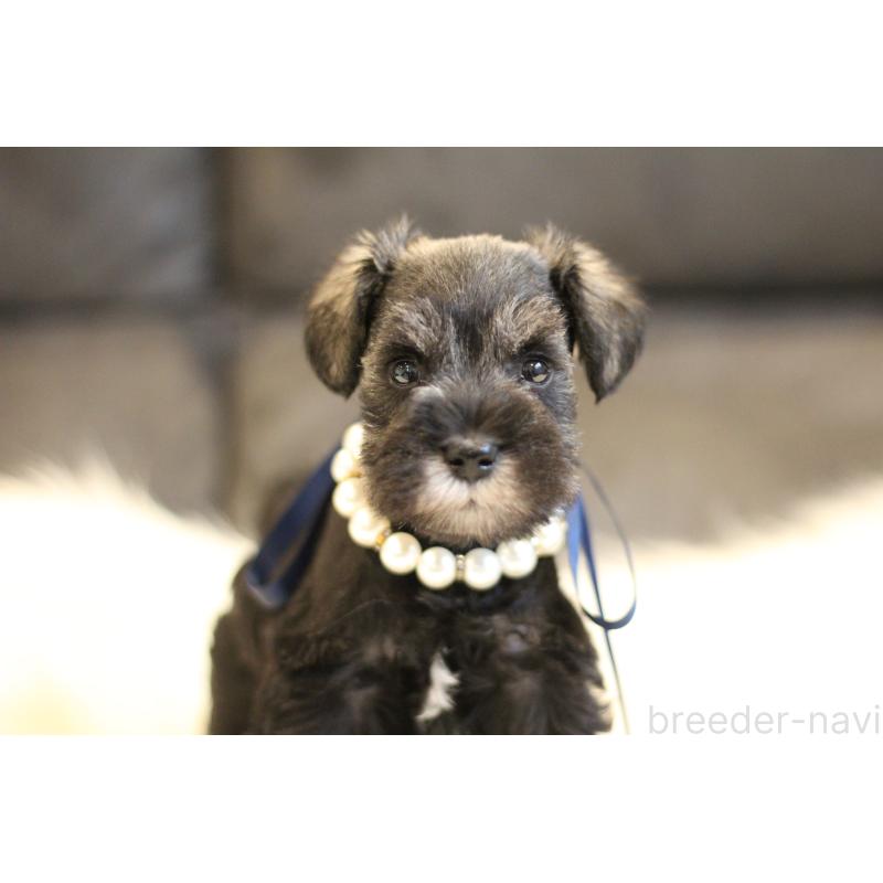 販売中の千葉県のミニチュアシュナウザー-434761の5枚目