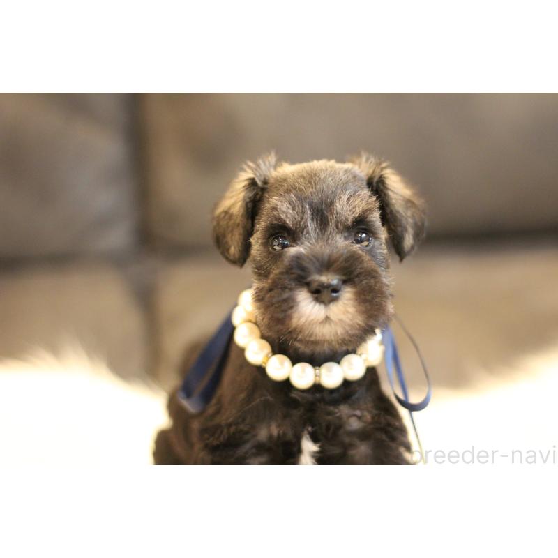 販売中の千葉県のミニチュアシュナウザー-434761の4枚目