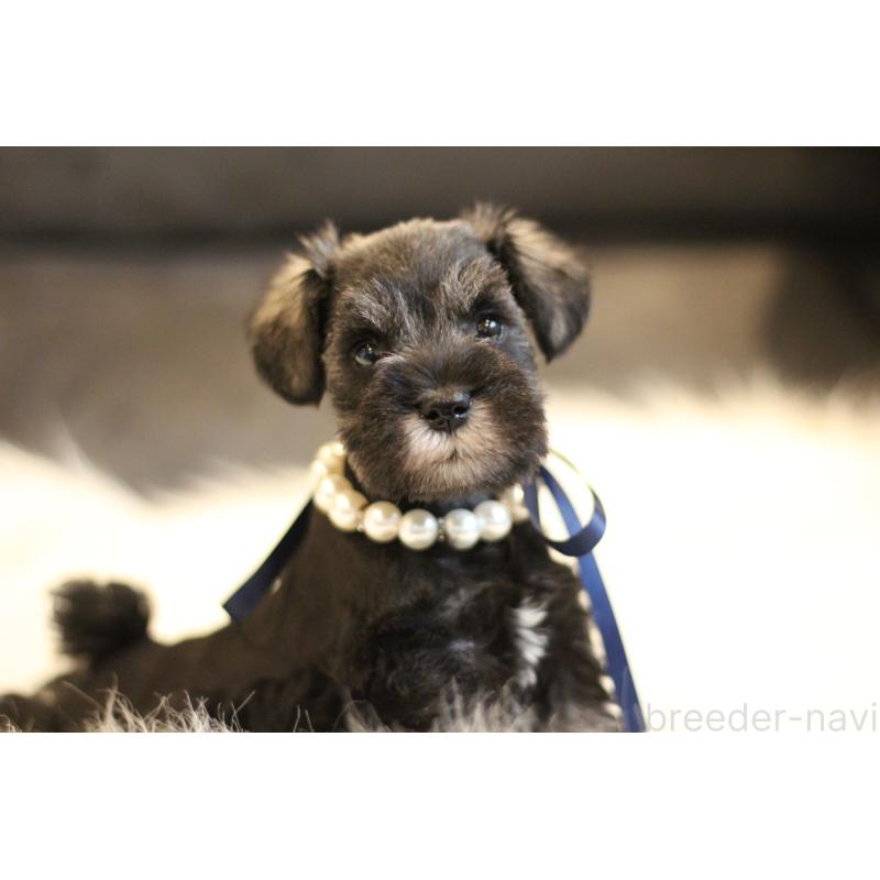 販売中の千葉県のミニチュアシュナウザー-434761の3枚目