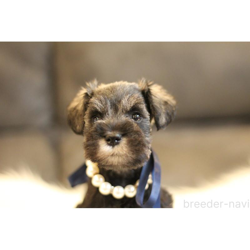 販売中の千葉県のミニチュアシュナウザー-434761の2枚目