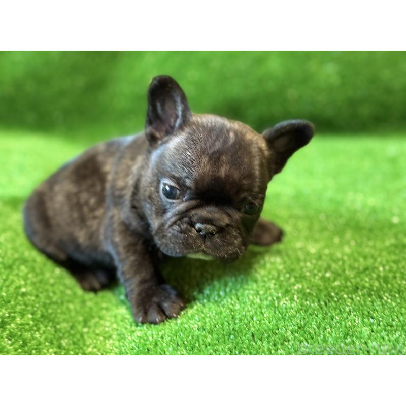 販売中の愛媛県のフレンチブルドッグ-434762の11枚目