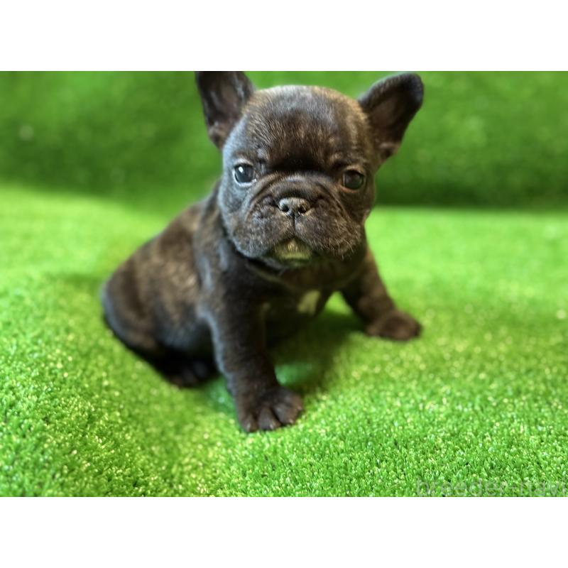 販売中の愛媛県のフレンチブルドッグ-434762の10枚目