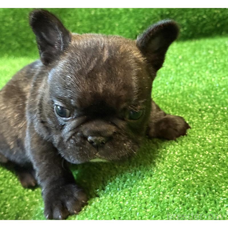 販売中の愛媛県のフレンチブルドッグ-434762の6枚目