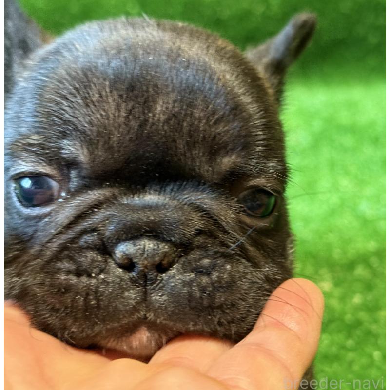 販売中の愛媛県のフレンチブルドッグ-434762の5枚目