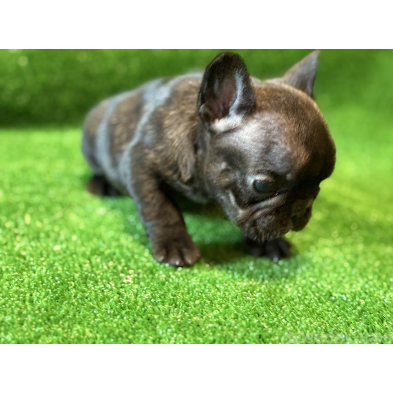 販売中の愛媛県のフレンチブルドッグ-434762の4枚目