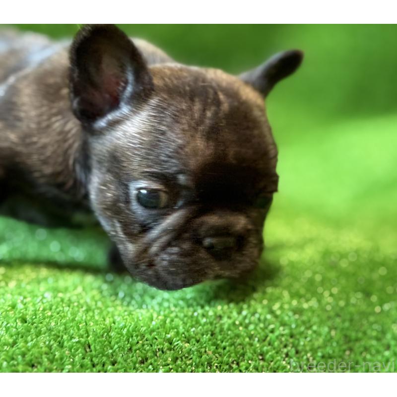 販売中の愛媛県のフレンチブルドッグ-434762の3枚目