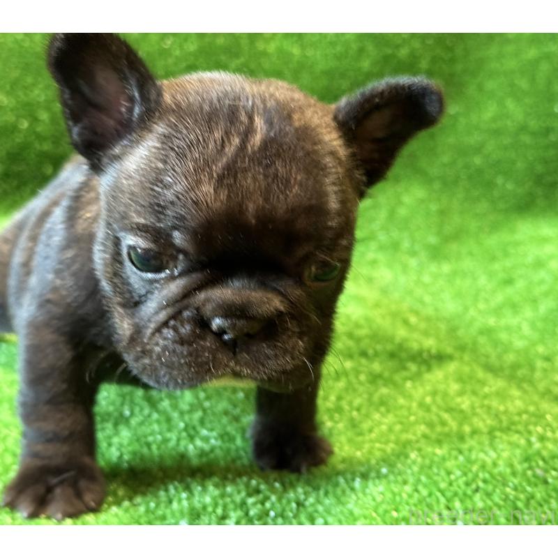 販売中の愛媛県のフレンチブルドッグ-434762の2枚目