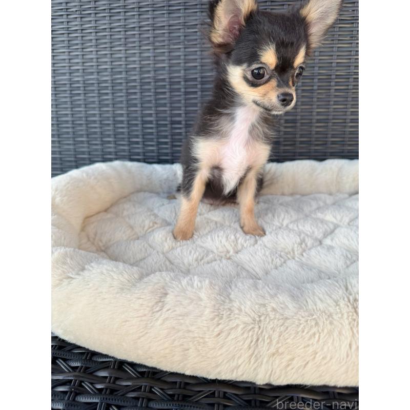 成約済の千葉県のチワワ(ロングコート)-423620の4枚目