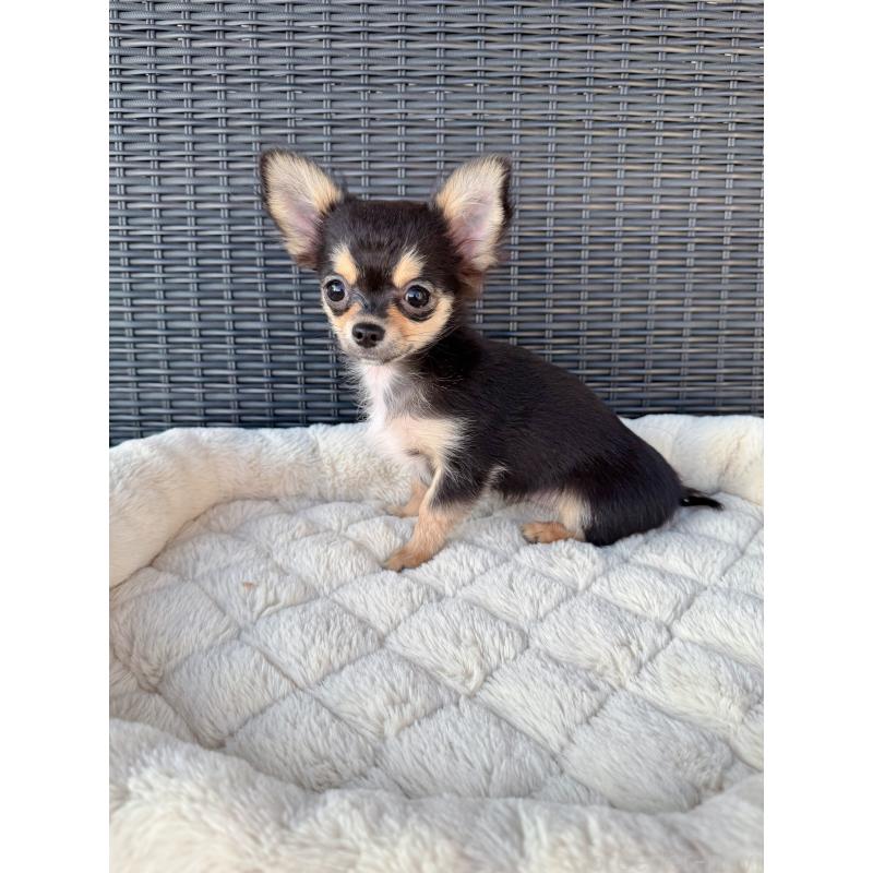 成約済の千葉県のチワワ(ロングコート)-423620の3枚目