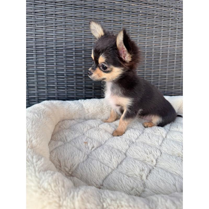 成約済の千葉県のチワワ(ロングコート)-423620の2枚目