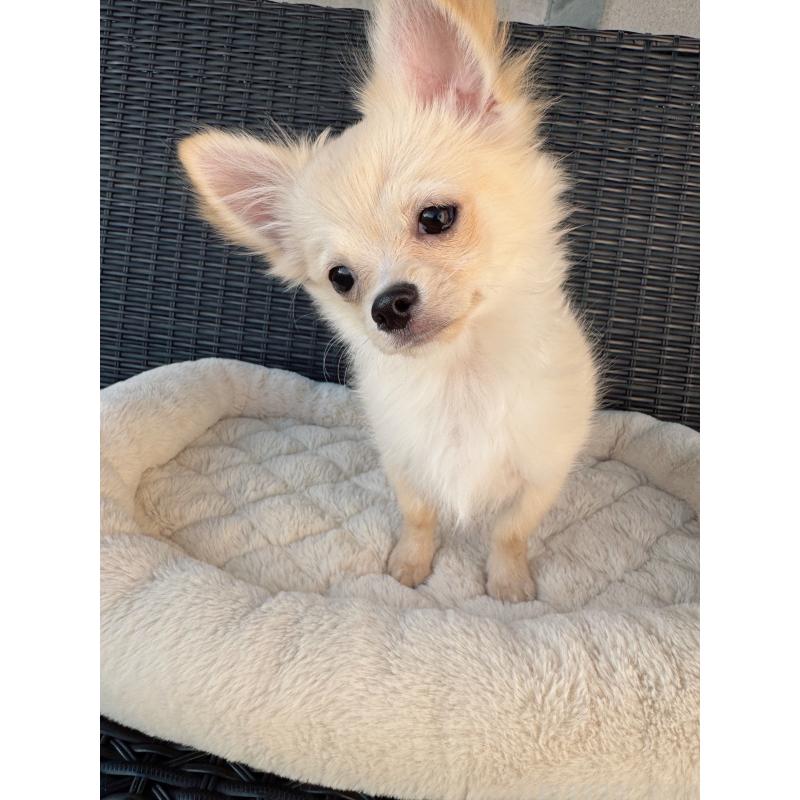 販売中の千葉県のチワワ(ロングコート)-423621の4枚目