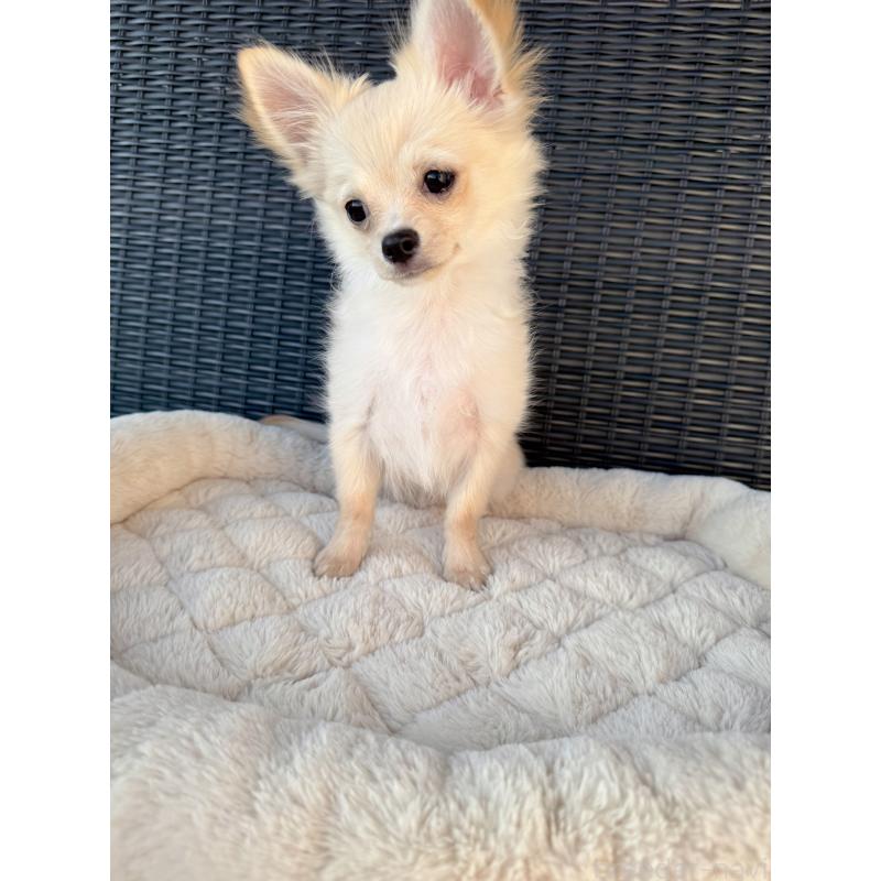 販売中の千葉県のチワワ(ロングコート)-423621の3枚目