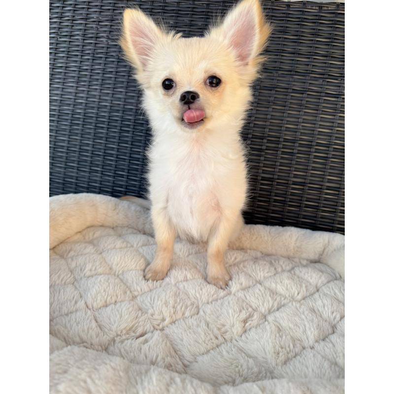 販売中の千葉県のチワワ(ロングコート)-423621の2枚目