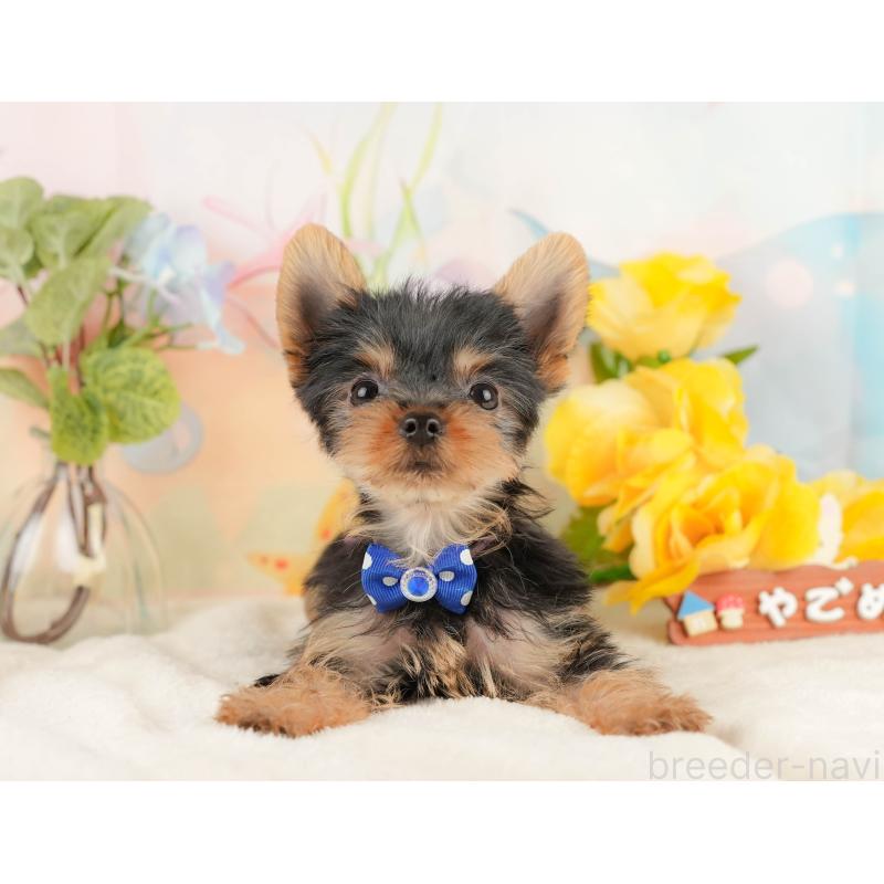 販売中の静岡県のヨークシャーテリア-434782の10枚目
