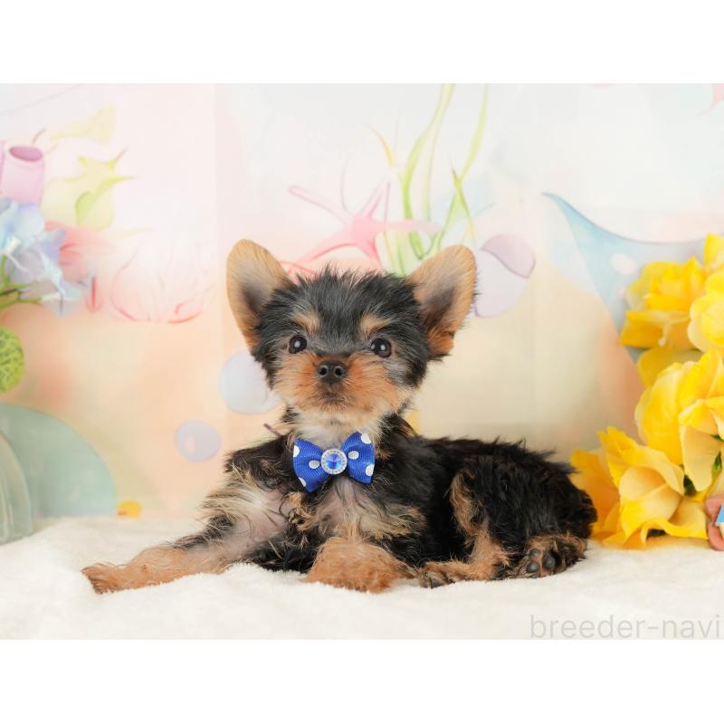 販売中の静岡県のヨークシャーテリア-434782の8枚目