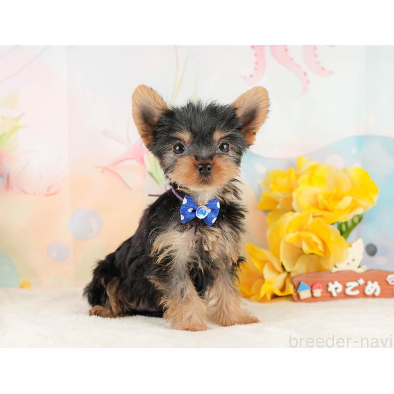 販売中の静岡県のヨークシャーテリア-434782の6枚目