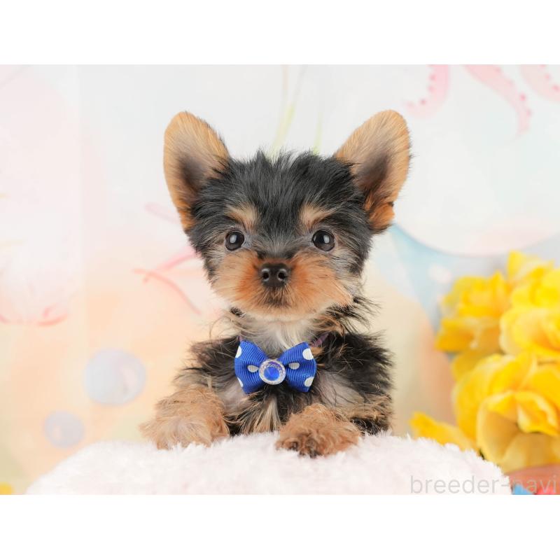 販売中の静岡県のヨークシャーテリア-434782の5枚目