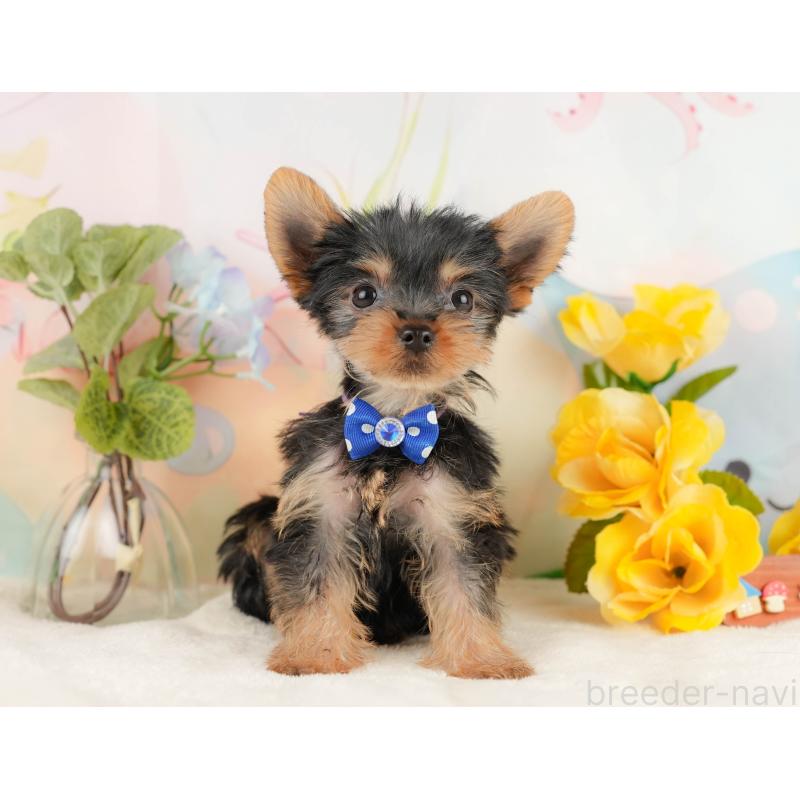 販売中の静岡県のヨークシャーテリア-434782の4枚目