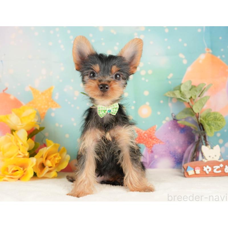 販売中の静岡県のヨークシャーテリア-434783の11枚目