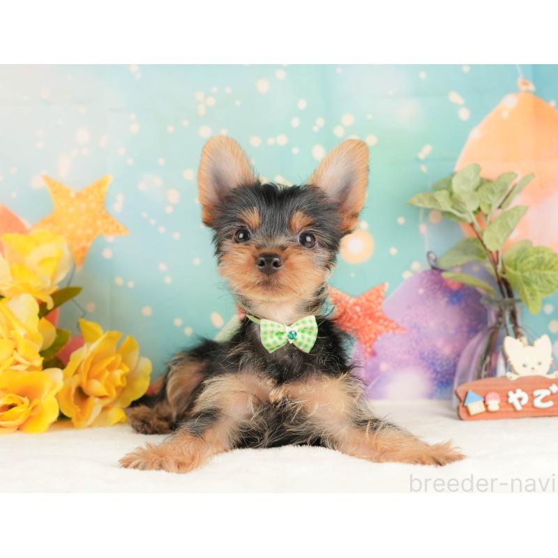 販売中の静岡県のヨークシャーテリア-434783の10枚目