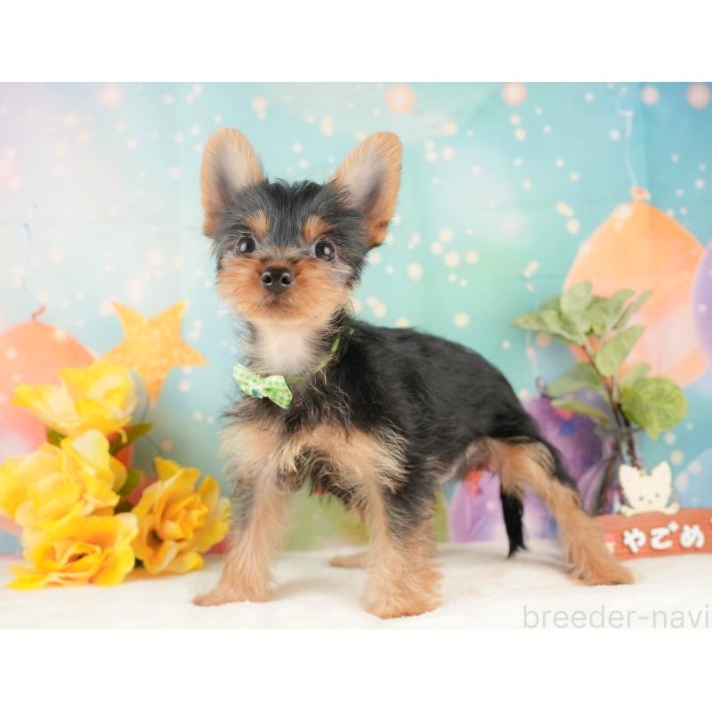 販売中の静岡県のヨークシャーテリア-434783の9枚目