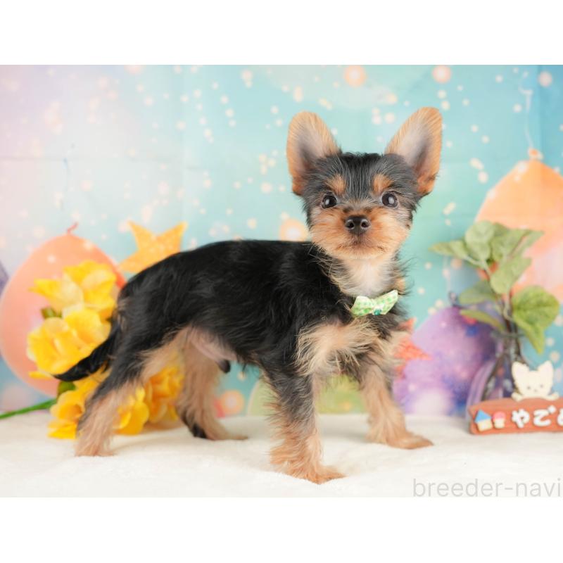 販売中の静岡県のヨークシャーテリア-434783の7枚目