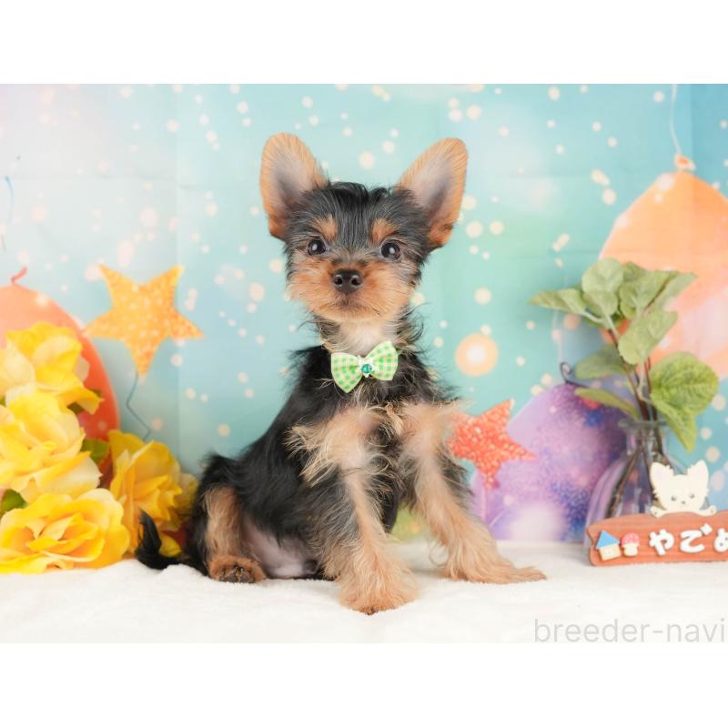 販売中の静岡県のヨークシャーテリア-434783の6枚目