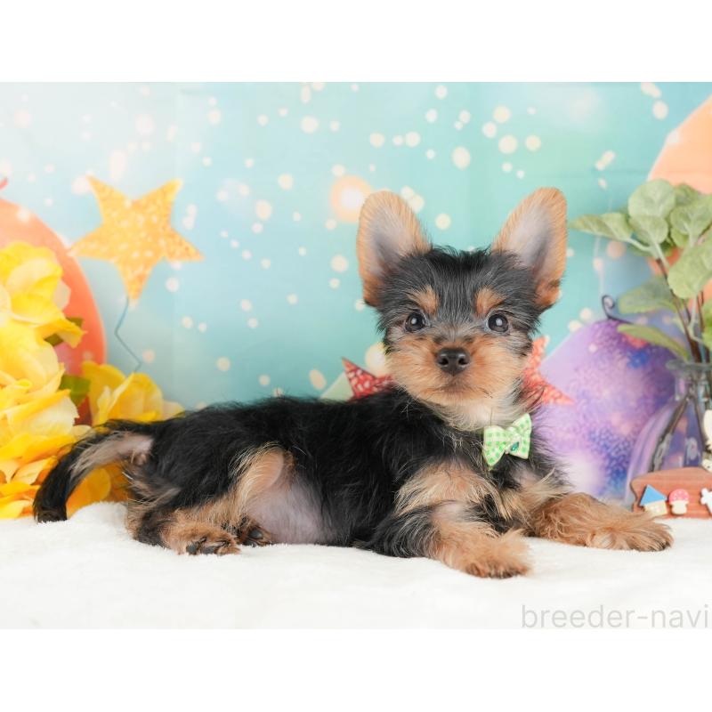 販売中の静岡県のヨークシャーテリア-434783の5枚目