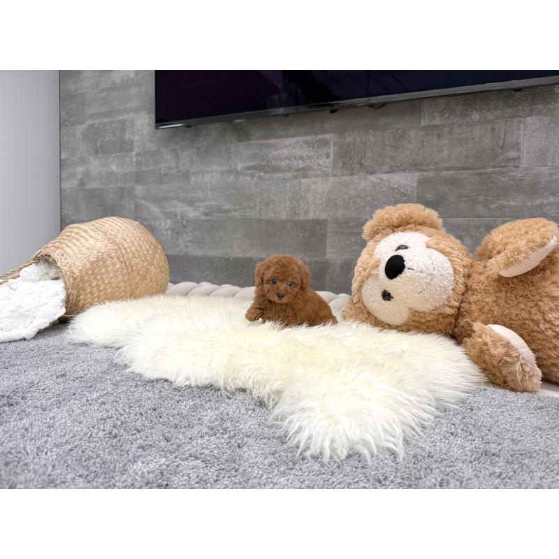 販売中の滋賀県のティーカッププードル-434785の7枚目