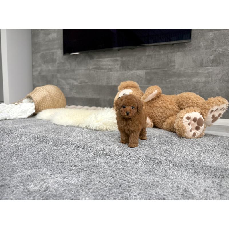 販売中の滋賀県のティーカッププードル-434785の6枚目