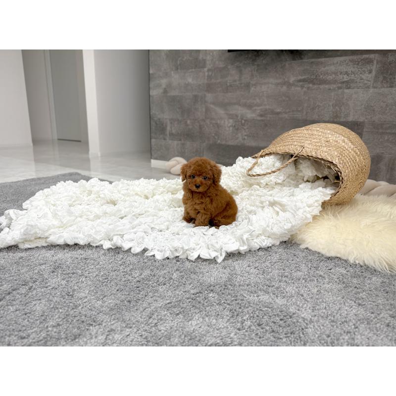 販売中の滋賀県のティーカッププードル-434785の5枚目