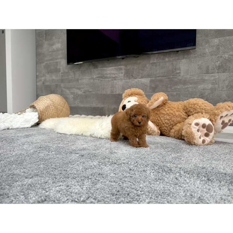 販売中の滋賀県のティーカッププードル-434785の4枚目