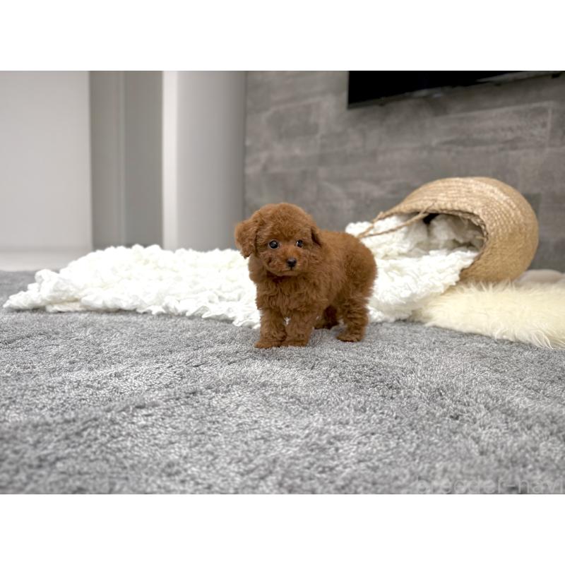 販売中の滋賀県のティーカッププードル-434785の3枚目