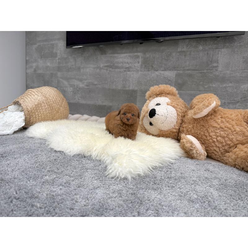 販売中の滋賀県のティーカッププードル-434785の2枚目